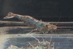 Caridina