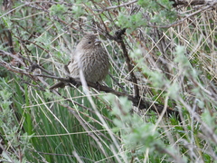 Carpodacus davidianus
