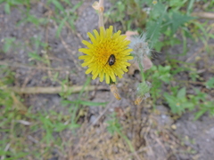 Chasmatopterus