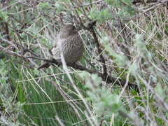 Carpodacus davidianus