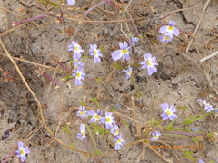 Downingia cuspidata