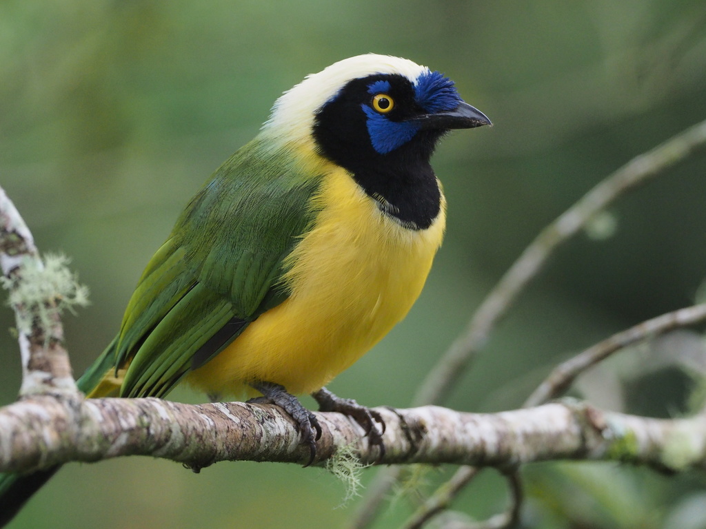 Chara Verde, Cyanocorax yncas