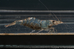 Caridina