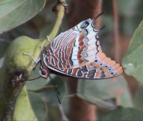 Cream-bordered Charaxes