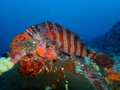 Goniistius rubrolabiatus