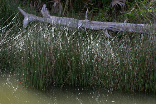 Needlegrass rush (Juncus roemerianus)
