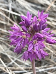 Allium bisceptrum
