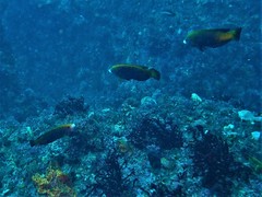 Anampses geographicus