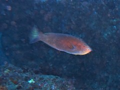 Anampses geographicus