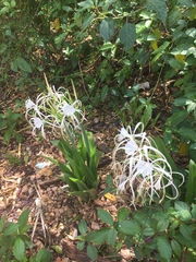 Hymenocallis occidentalis