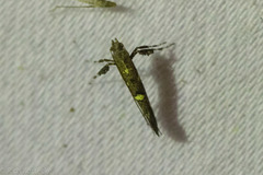 Caloptilia triadicae