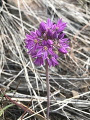 Allium bisceptrum