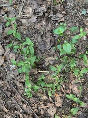 Moehringia trinervia