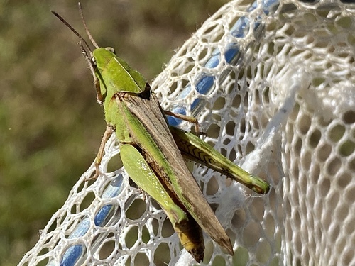 Green-striped Grasshopper photo 5