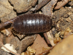 Porcellio gallicus