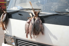 Oreochromis niloticus