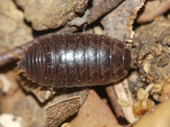 Porcellio gallicus