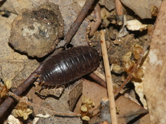 Porcellio gallicus