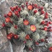 Echinocereus bakeri - Photo (c) Tom Bean, some rights reserved (CC BY-NC), uploaded by Tom Bean