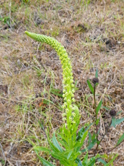 Reseda luteola