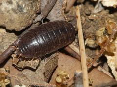 Porcellio gallicus