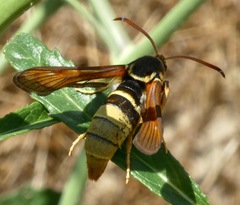 Paranthrene robiniae