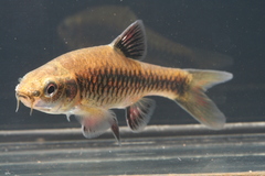 Enteromius apleurogramma