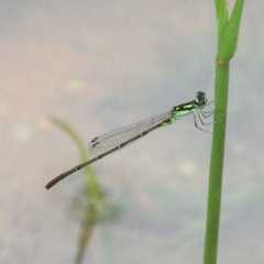 Ischnura posita