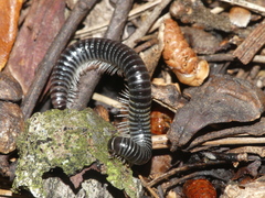 Ommatoiulus sabulosus aimatopodus