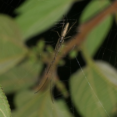 Tetragnatha ceylonica
