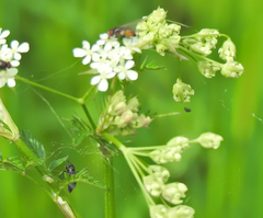 Thricops semicinereus