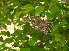Syringa pubescens