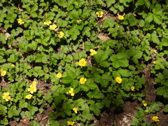 Potentilla simulatrix