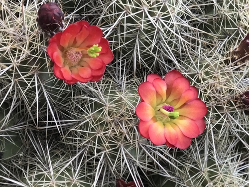 Echinocereus bakeri