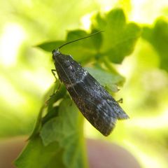Cryptoblabes bistriga