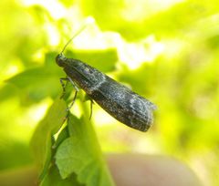 Cryptoblabes bistriga