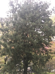 Pinus strobus
