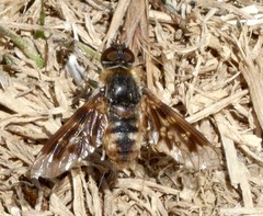 Thyridanthrax nugator