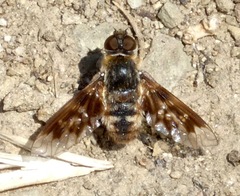 Thyridanthrax nugator