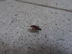 Ectobius lapponicus