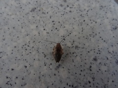 Ectobius lapponicus