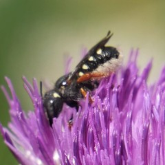 Pseudoanthidium nanum