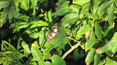 Pseudacraea lucretia tarquinea