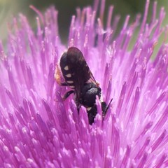 Pseudoanthidium nanum