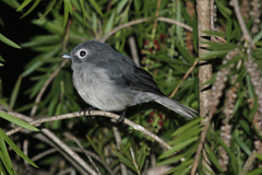 Melaenornis fischeri