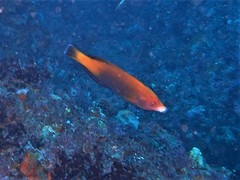 Anampses geographicus