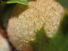 Disholcaspis canescens