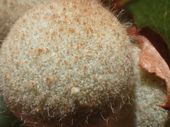 Disholcaspis canescens