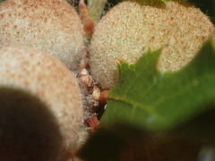 Disholcaspis canescens