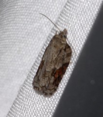 Acleris ptychogrammos